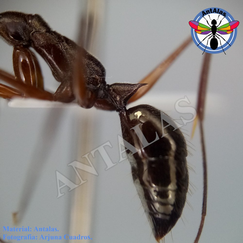 ODONTOMACHUS