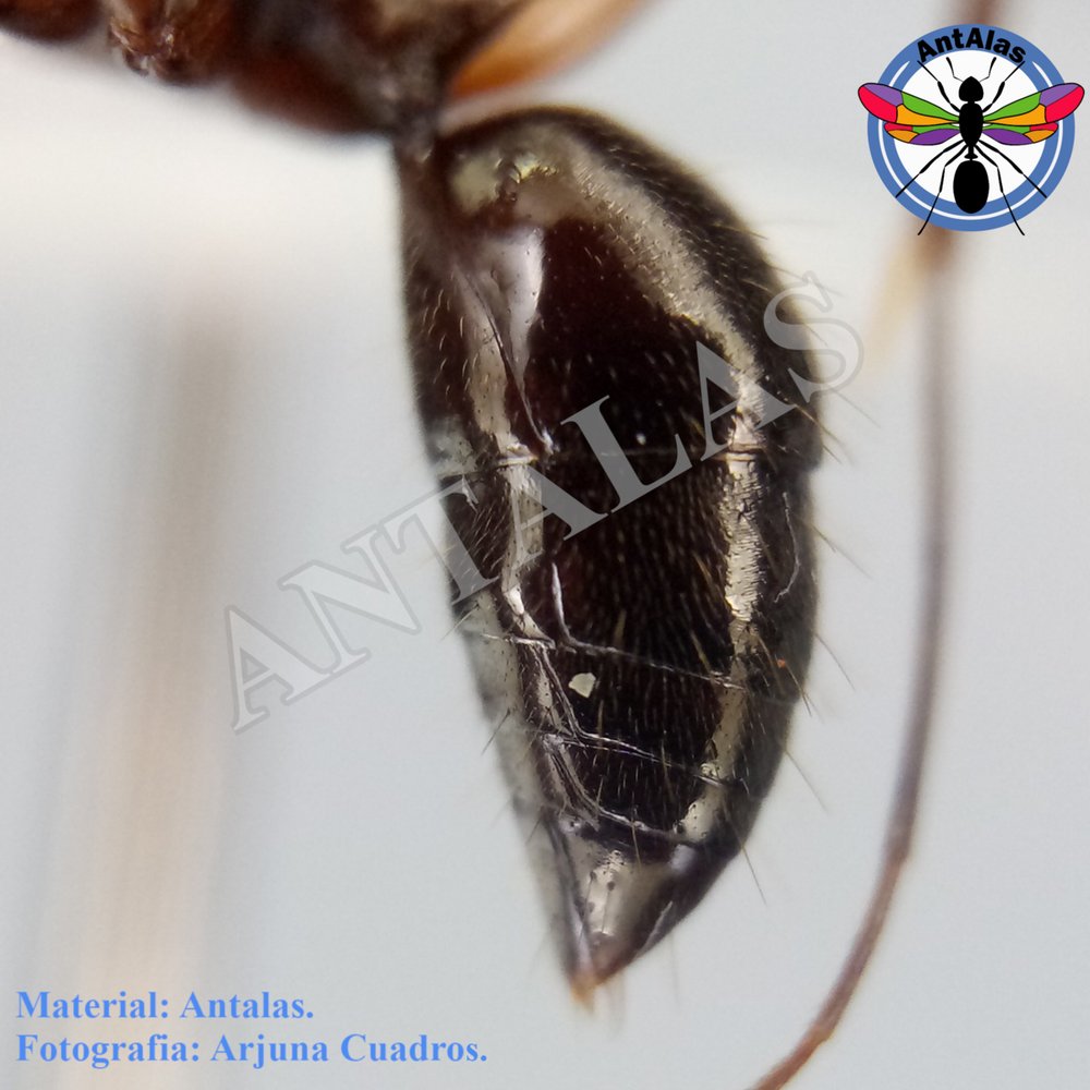 ODONTOMACHUS