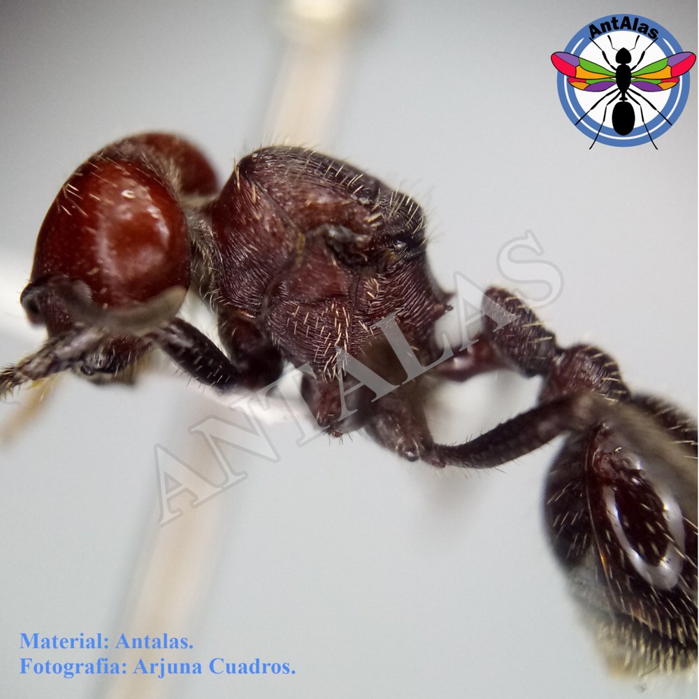 POGONOMYRMEX